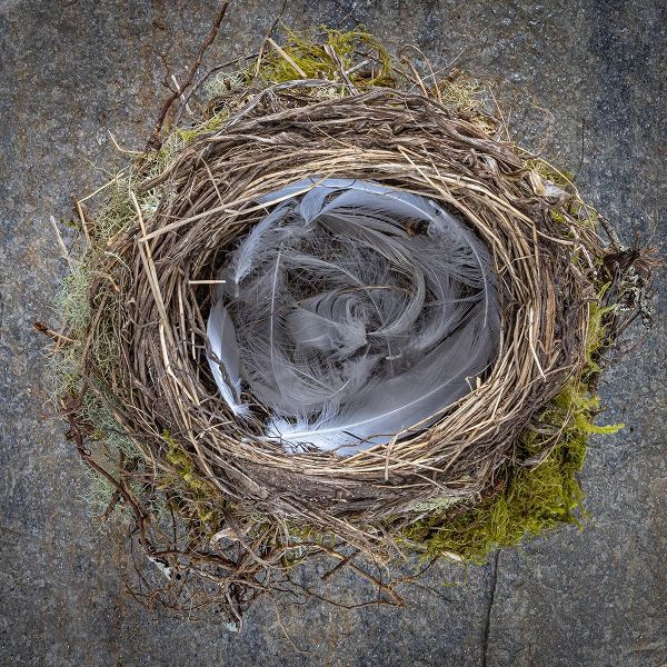 Jaynes Gallery 아티스트의 USA-Washington State-Seabeck Close-up of bird nest padded with feathers작품입니다.